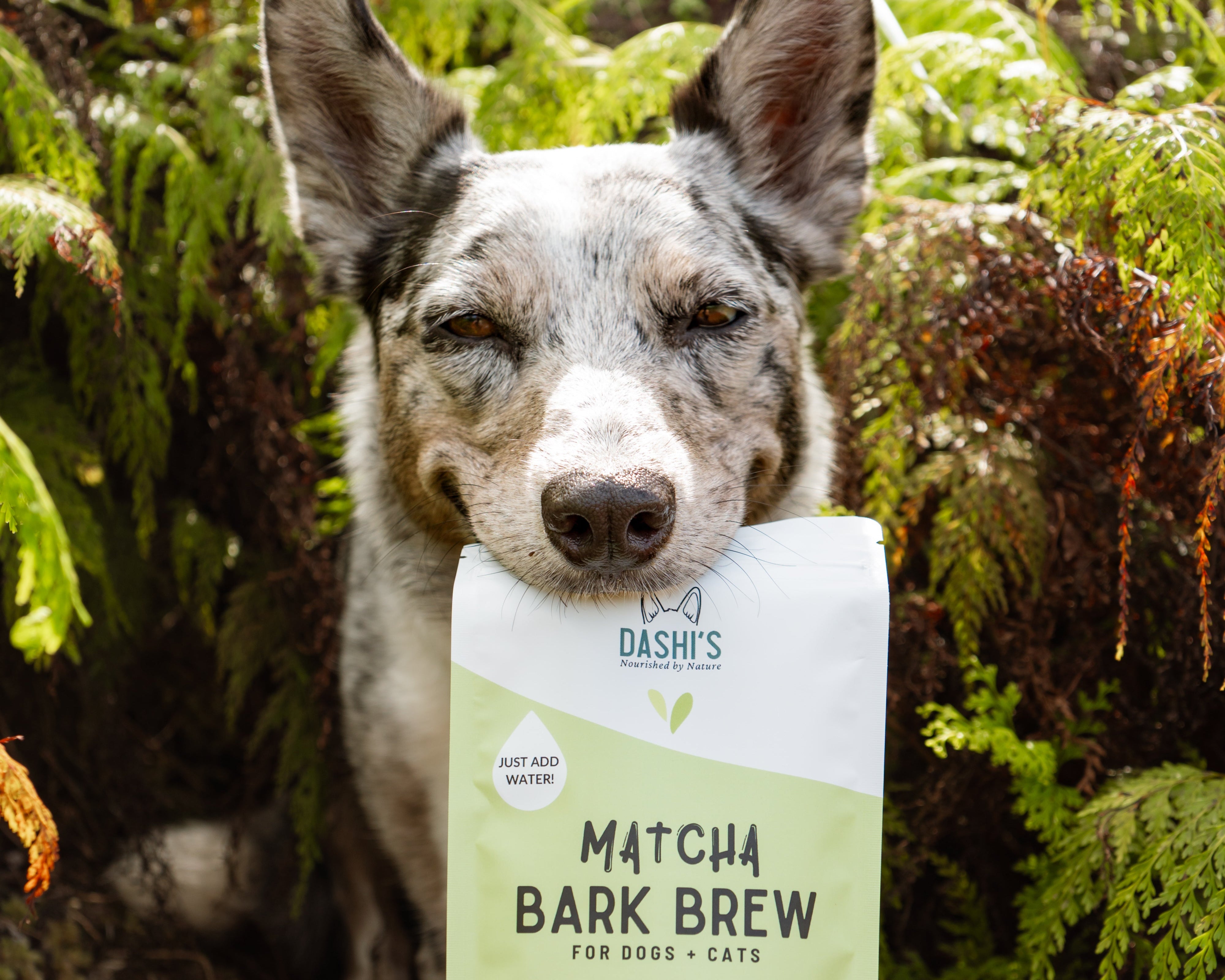 Dashi's - Dog Treats & Enrichment – Dashi's